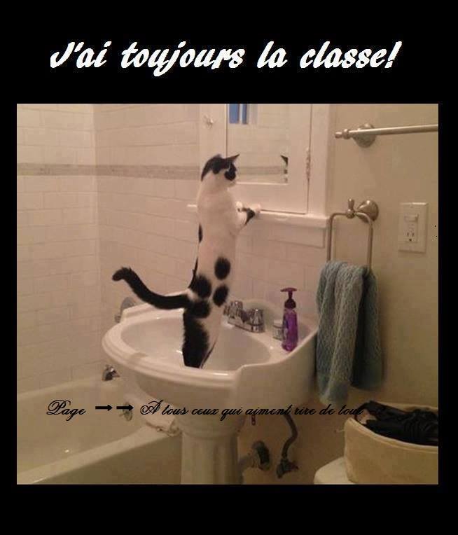 HUMOUR : le chat dans tous ses états - Page 10 24909612