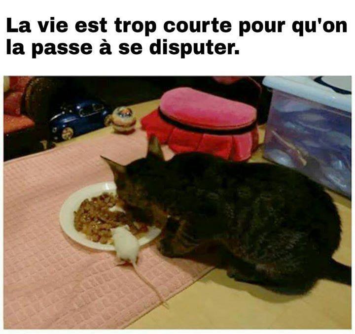 HUMOUR : le chat dans tous ses états - Page 13 26219110