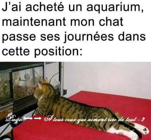 HUMOUR : le chat dans tous ses états - Page 13 26907310