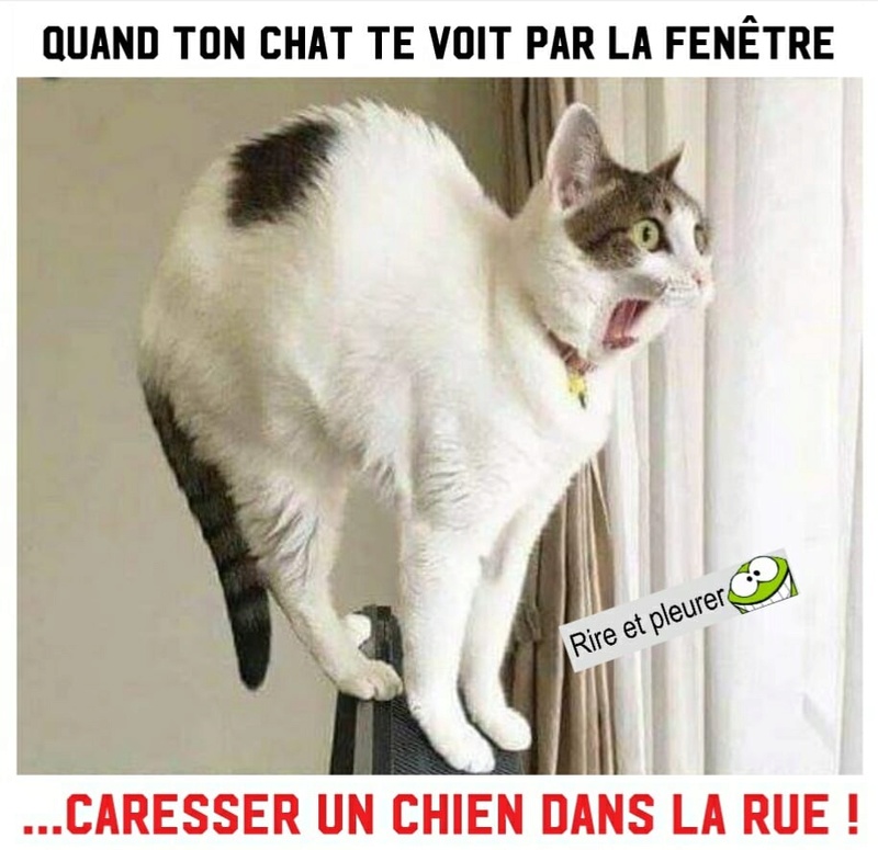 HUMOUR : le chat dans tous ses états - Page 15 27657710