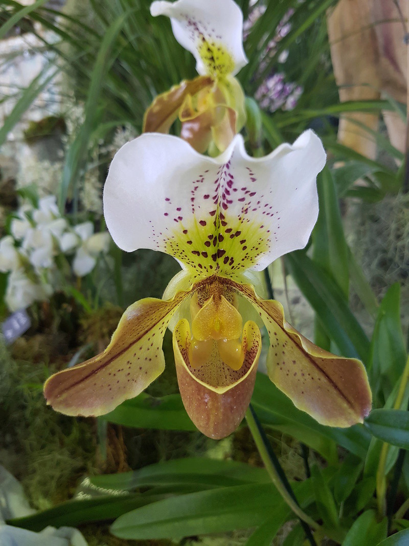 Salon des Orchidées - Vergèze 2018 20180224