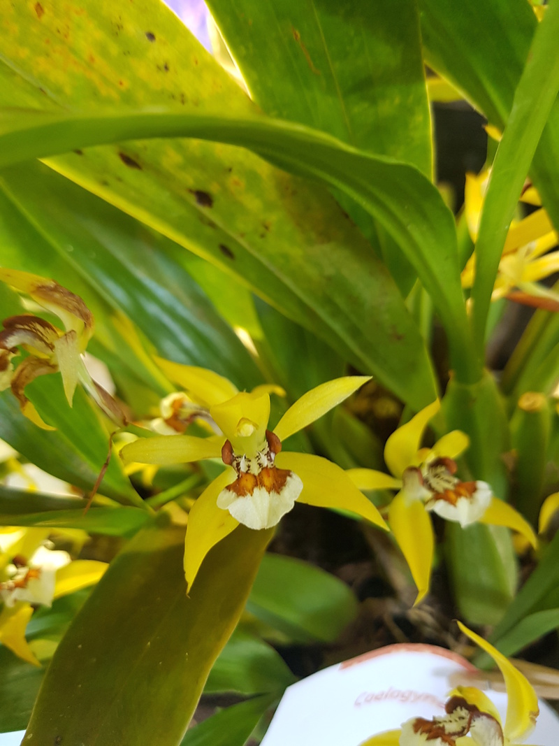 Salon des Orchidées - Vergèze 2018 20180274