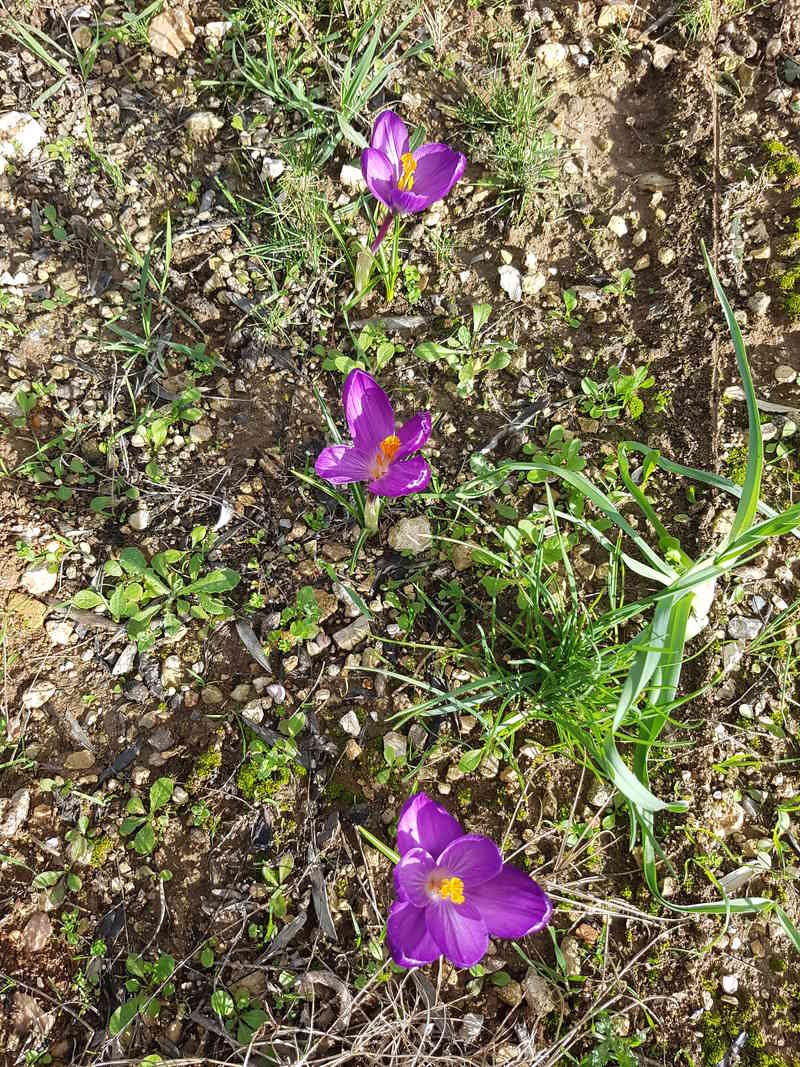 Les plantes du bassin de Mopliko - Page 11 20180316