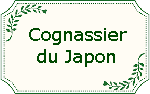 Cognassier du Japon Cognas10