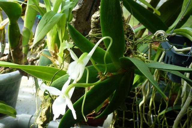 Angraecum Leonis   Angrae21