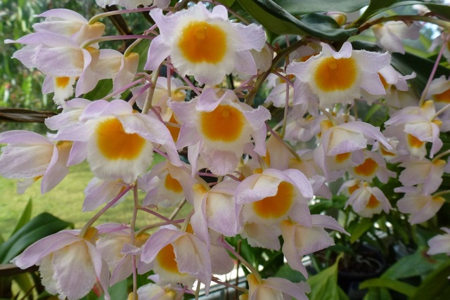 Dendrobium palpeabrae   Dendro16