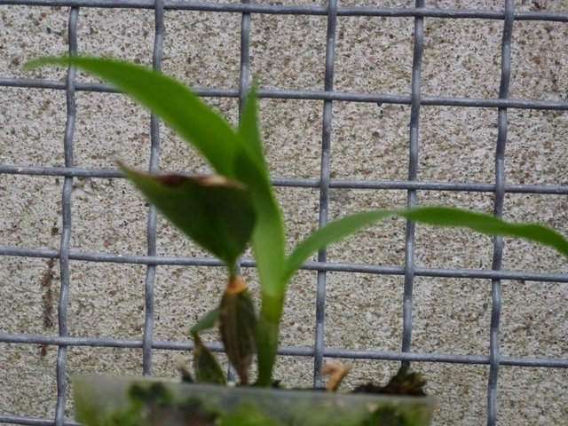 Dendrobium palpeabrae   Dendro18