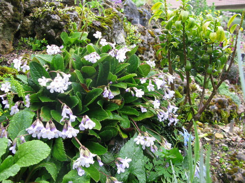 petite promenade dans les rocailles en Mai 2018 Img_0124