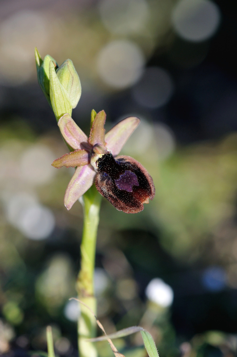 Ophrys bertolonii bertolonii ("aurelia") × passionis Carro_54