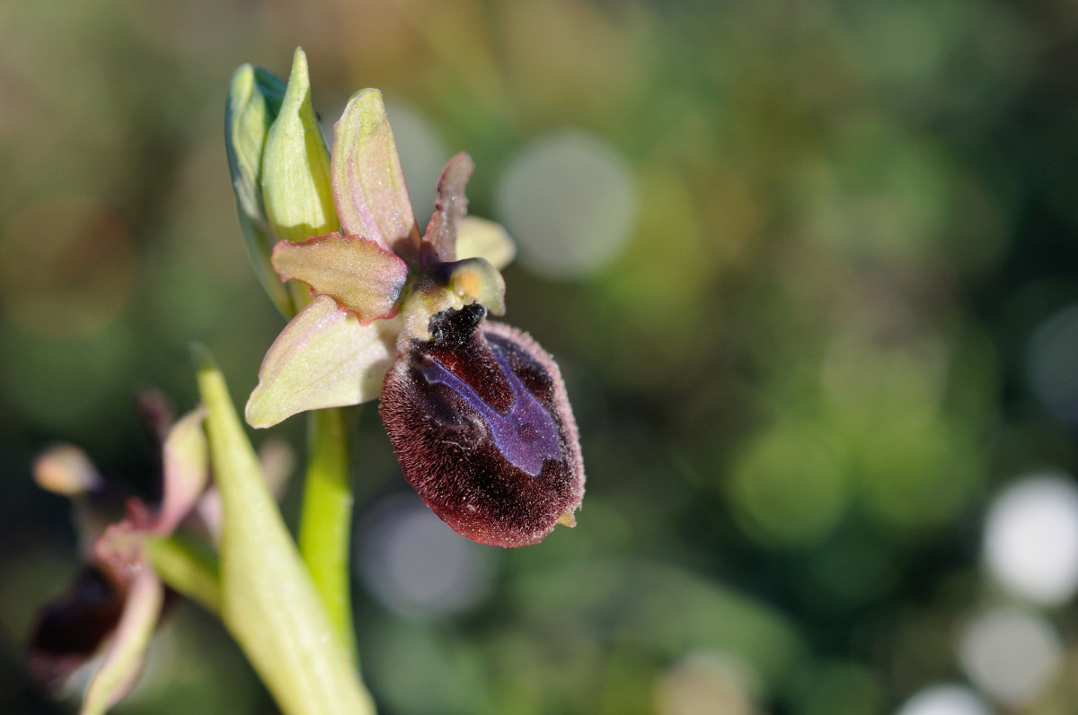Ophrys bertolonii bertolonii ("aurelia") × passionis Carro_55