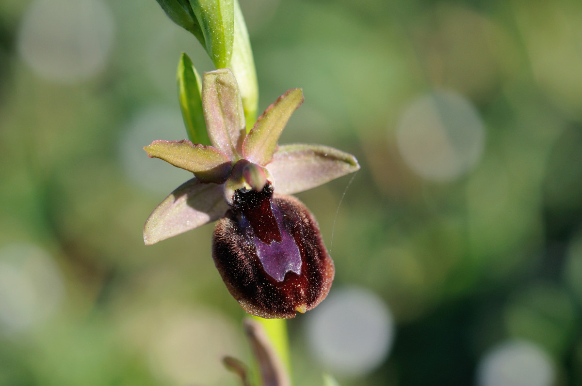 Ophrys bertolonii bertolonii ("aurelia") × passionis Carro_56