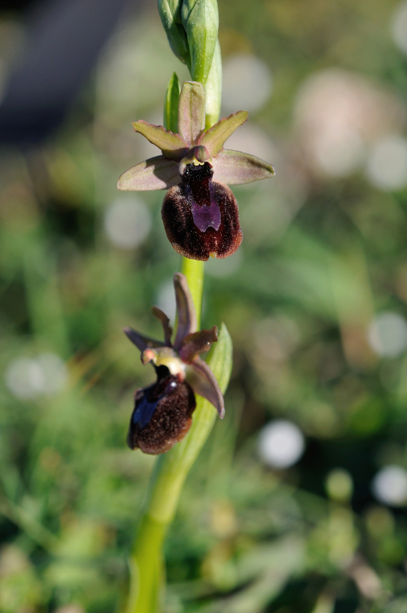 Ophrys bertolonii bertolonii ("aurelia") × passionis Carro_57