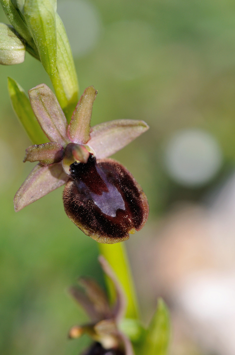 Ophrys bertolonii bertolonii ("aurelia") × passionis Carro_61