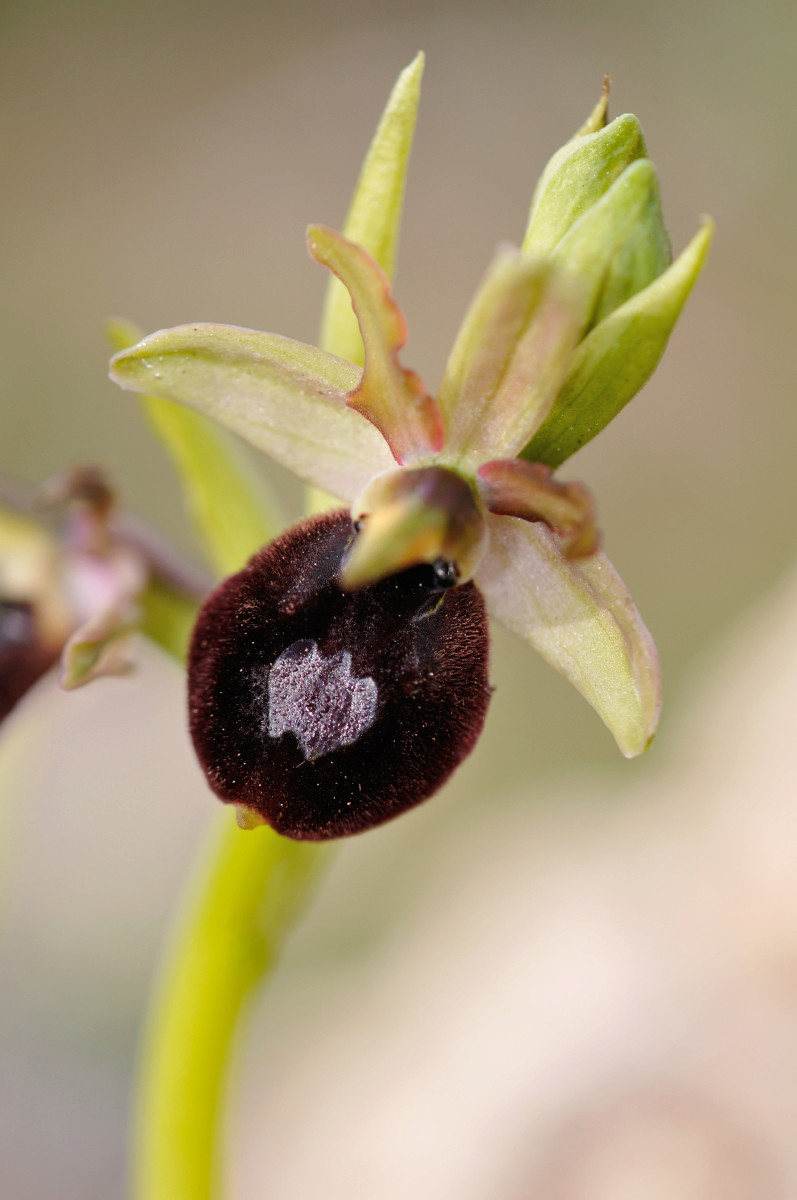 Ophrys bertolonii bertolonii ("aurelia") × passionis Carro_62