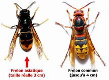 frelon européen ou asiatique ? - Page 3 Sans-t10