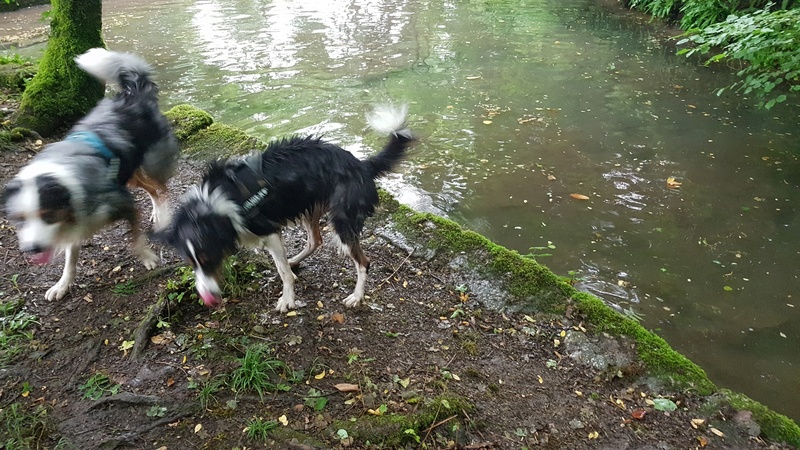 BOUNTY, 1 an, croisé Border Collie x Bouvier Bernois - Page 13 20170711