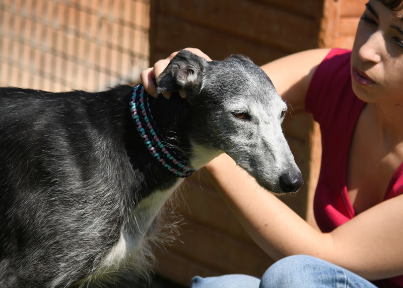 BEKA -  galga 9 ans -  Asso Une Histoire de Galgos  -Zaragoza (Espagne)  10183