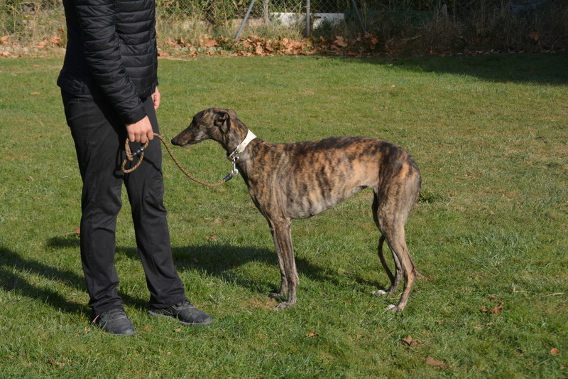 HELENE - galga 3 ans - Une Histoire de Galgos - Zaragoza (Espagne)  1100