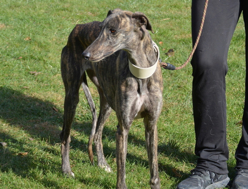 HELENE - galga 3 ans - Une Histoire de Galgos - Zaragoza (Espagne)  1233