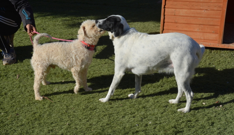 TOLO - x caniche 6 ans - Asso Une Histoire de Galgos - Zaragoza (Espagne) 1250