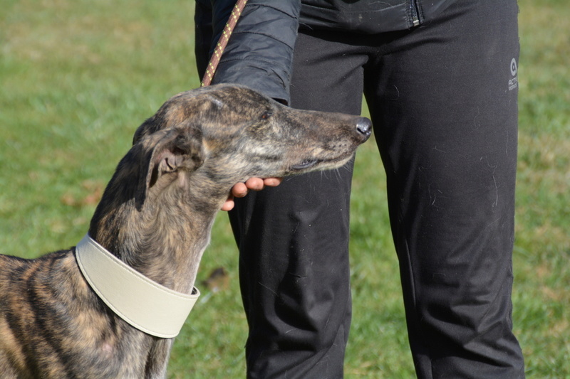 HELENE - galga 3 ans - Une Histoire de Galgos - Zaragoza (Espagne)  1333