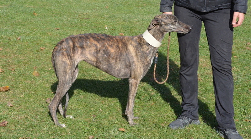 HELENE - galga 3 ans - Une Histoire de Galgos - Zaragoza (Espagne)  1430