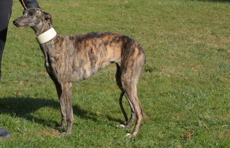 HELENE - galga 3 ans - Une Histoire de Galgos - Zaragoza (Espagne)  376