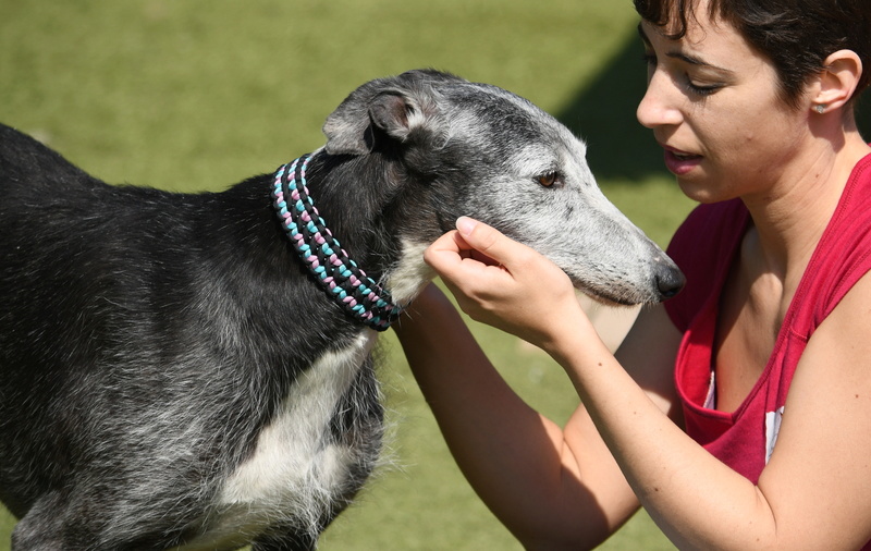 BEKA -  galga 9 ans -  Asso Une Histoire de Galgos  -Zaragoza (Espagne)  5318