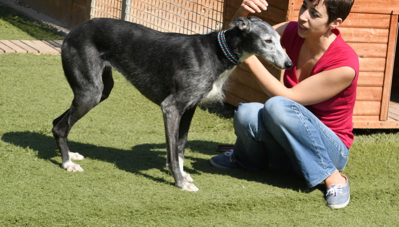 BEKA -  galga 9 ans -  Asso Une Histoire de Galgos  -Zaragoza (Espagne)  9207