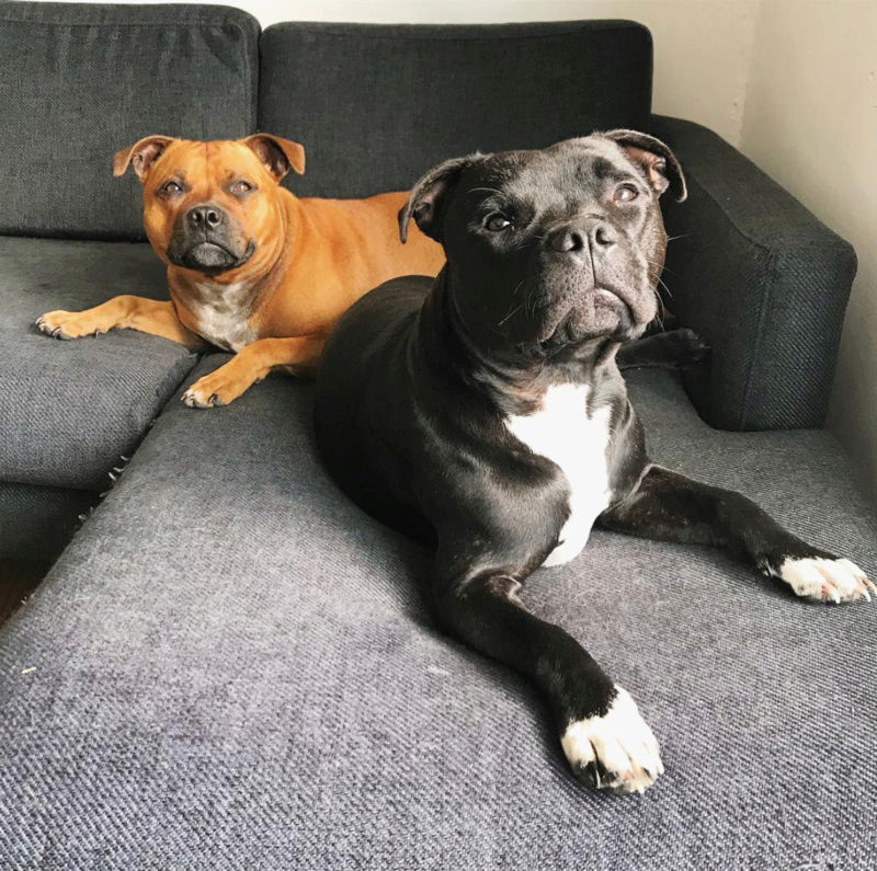 10 month pup and smaller dogs Screen10