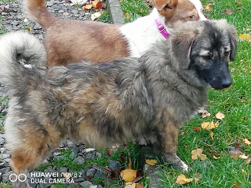 AZIZA - femelle croisée de taille petite adulte, née en juin 2018.  (PASCANI) - REMEMBER ME LAND - adoptée par thierry(Belgique) - Page 2 Img_2053