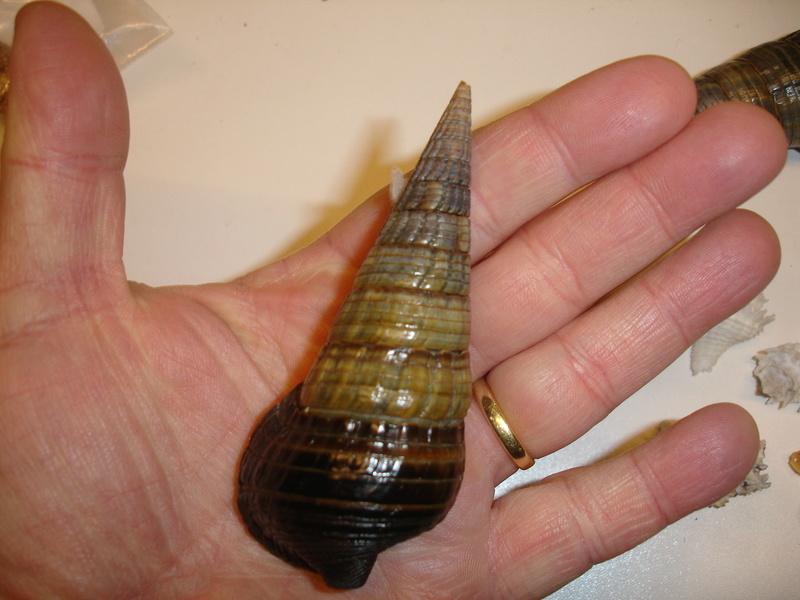 30ème Rencontres Internationales du Coquillage 10 & 11 mars 2018 - Page 3 Dsc07120