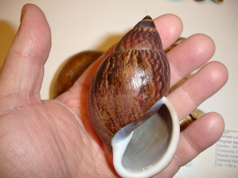 30ème Rencontres Internationales du Coquillage 10 & 11 mars 2018 - Page 3 Dsc07122