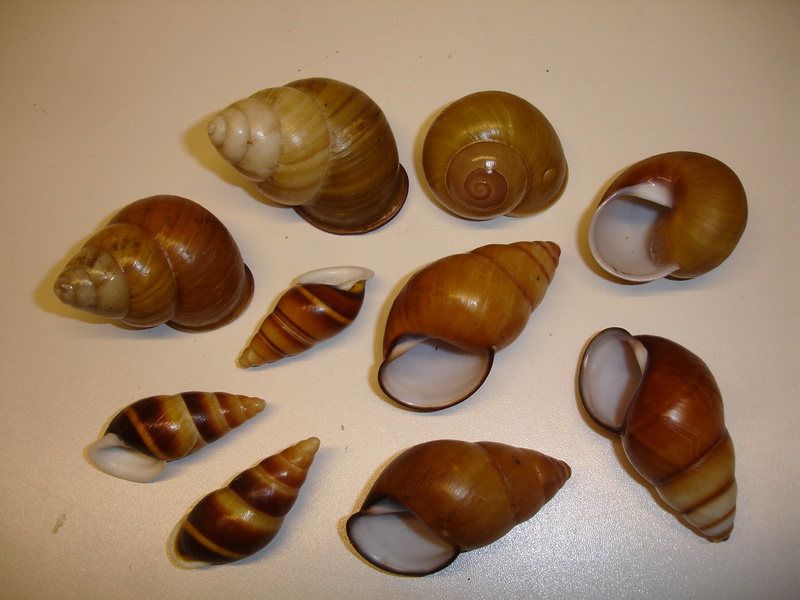 30ème Rencontres Internationales du Coquillage 10 & 11 mars 2018 - Page 3 Dsc07129