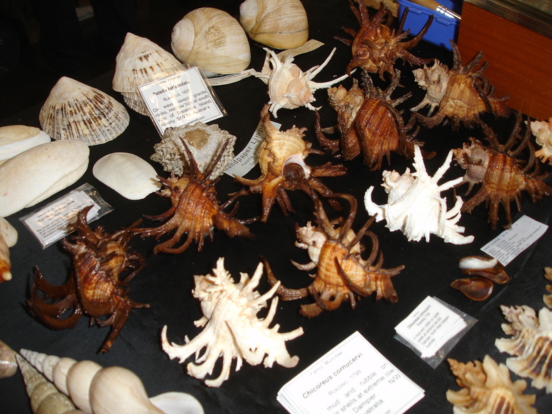 30ème Rencontres Internationales du Coquillage 10 & 11 mars 2018 - Page 3 Dsc07883