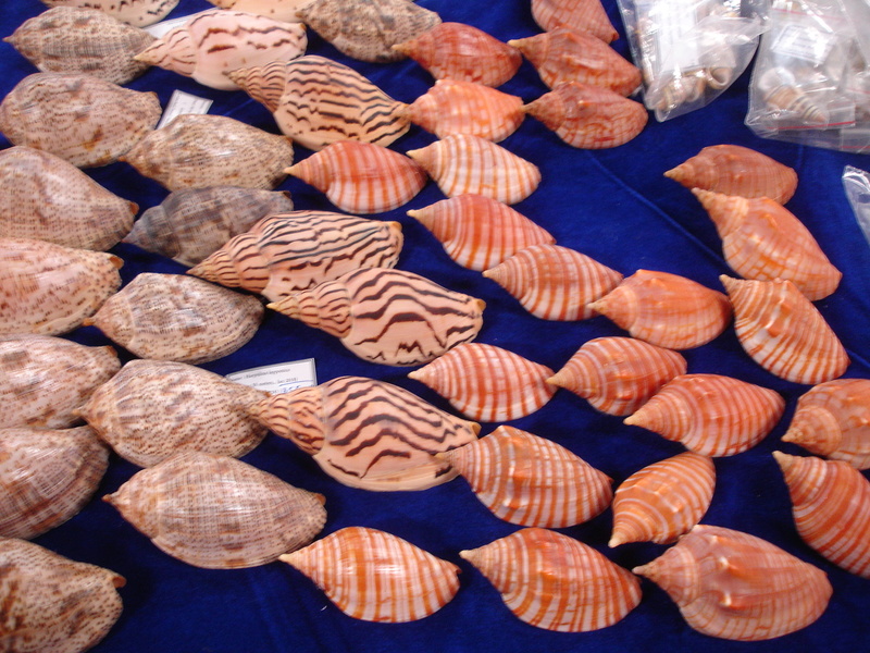 30ème Rencontres Internationales du Coquillage 10 & 11 mars 2018 - Page 3 Dsc07885