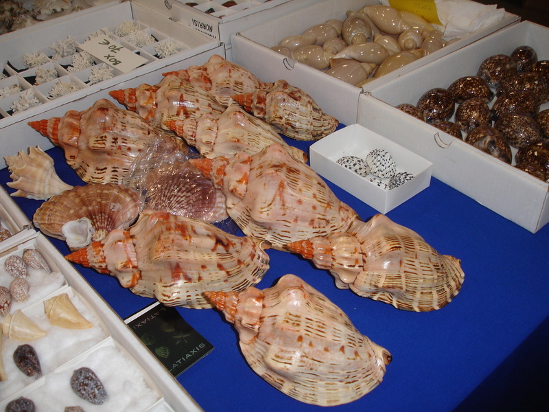 30ème Rencontres Internationales du Coquillage 10 & 11 mars 2018 - Page 3 Dsc07892