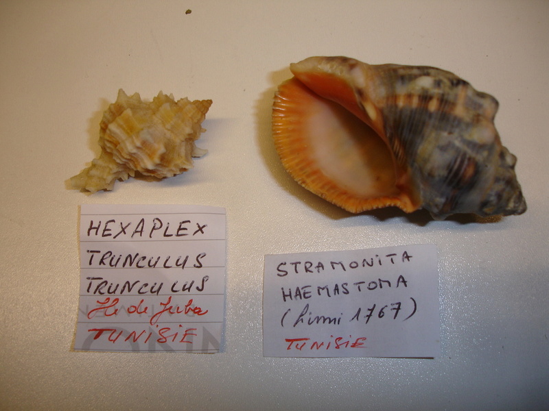 30ème Rencontres Internationales du Coquillage 10 & 11 mars 2018 - Page 3 Dsc07912