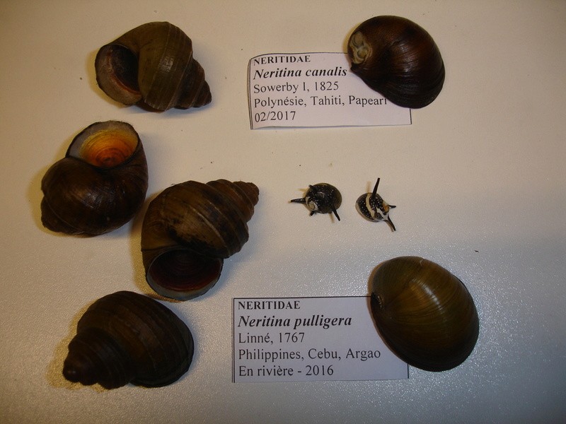 30ème Rencontres Internationales du Coquillage 10 & 11 mars 2018 - Page 3 Dsc07919