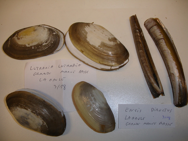 30ème Rencontres Internationales du Coquillage 10 & 11 mars 2018 - Page 3 Dsc07920