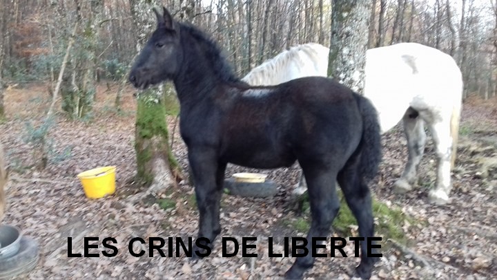 (Dept 87) 5 mois - HARLEY DES FONTS - Percheron PP - Reservée par Jerome D. (Fev. 2018) 25630611