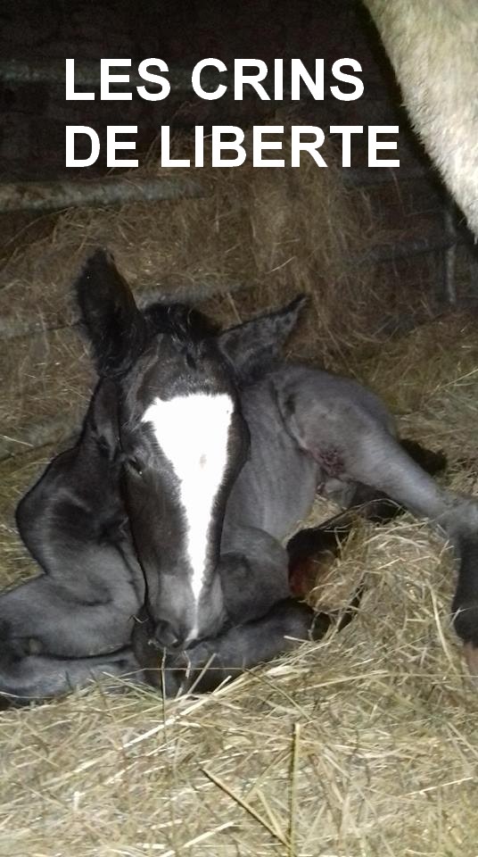 (dept 87) IGOR DES FONTS - Percheron PP - Mâle - Réservé par Nicole (2018) 32377710