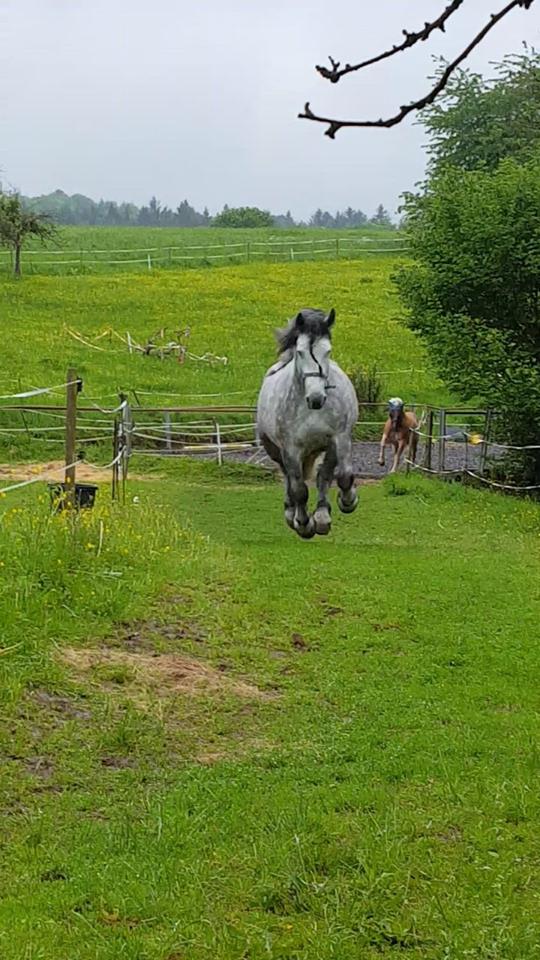 dépt 63 CÉSAR Ardennais-Percheron X Comtois 4 mois Réservé par Juliane et Katharina (2013) - Page 19 Cesar_10