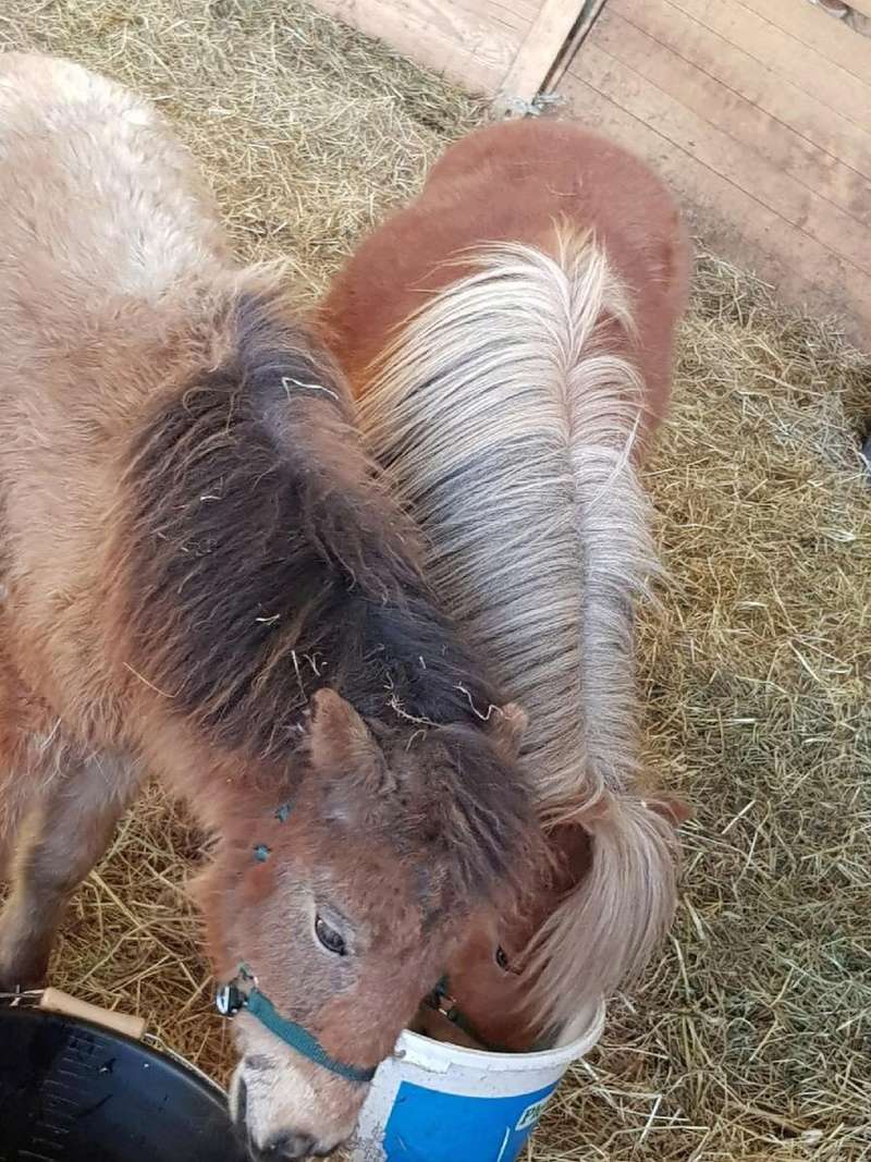 (dept 71) GAMIN & HERMINE - onc poney - sauvés par Céline (avril 2018) Img_0135