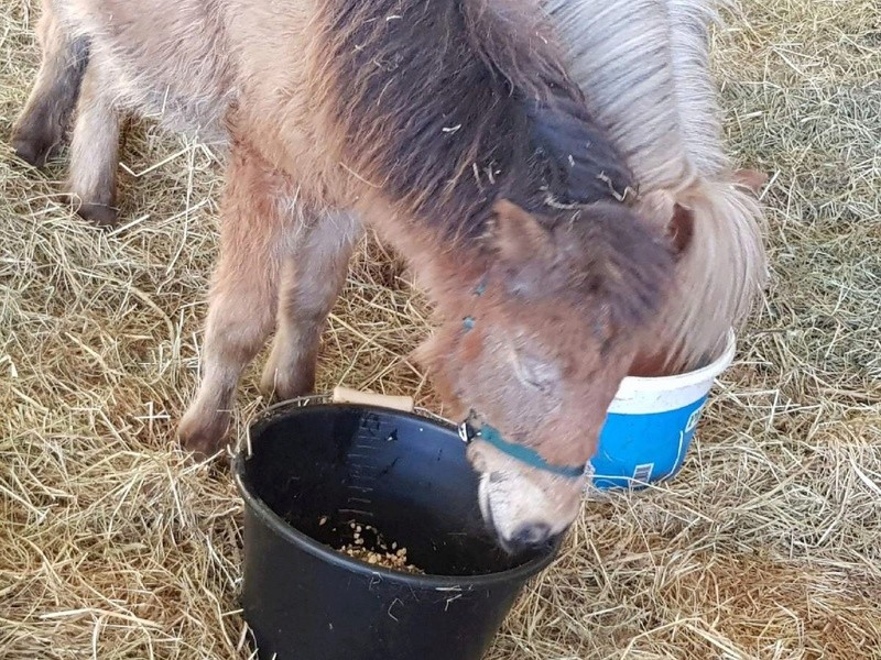 (dept 71) GAMIN & HERMINE - onc poney - sauvés par Céline (avril 2018) Img_0149