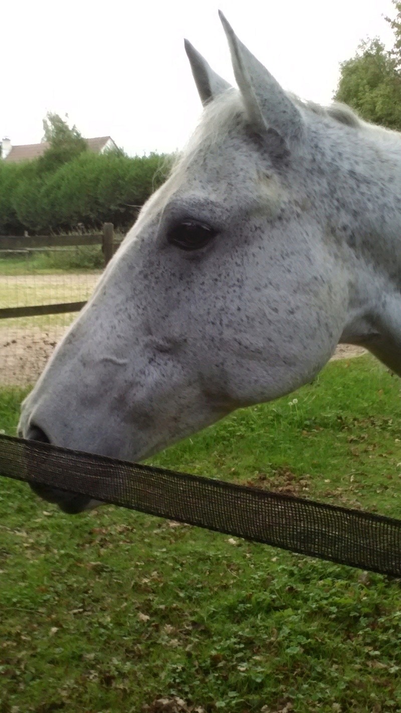 (Dept 77) Black Billy Wolf, Paint Horse PP , sauvé par Catherine (Mars 2013) - Page 2 Img_2011