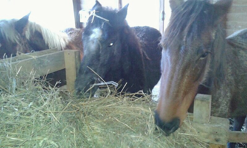 (Dept 87) 4 mois - HAWAI DES FONTS - Percheron PP - Réservé par Emilie Q. (octobre 2017) Img_3820