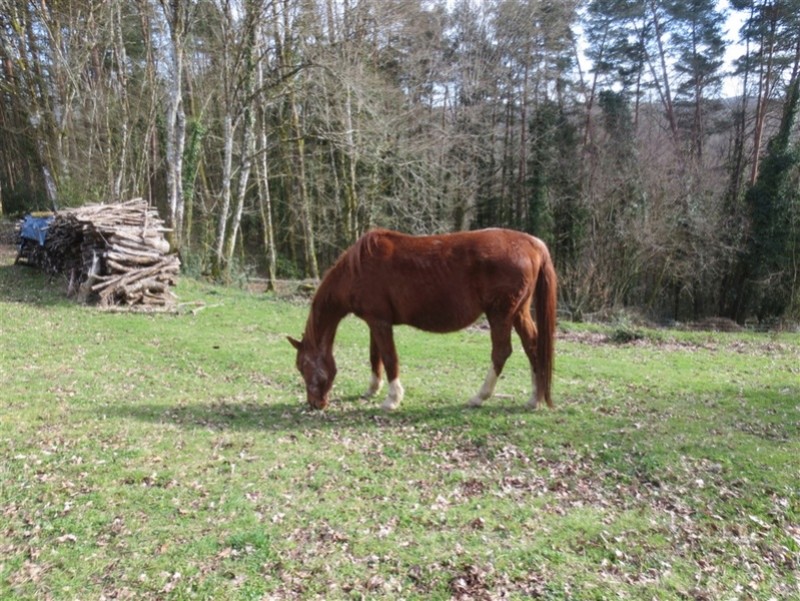 (Dept19) DINDREED DU PILAT, TF, sauvé par Marjan !! (décédé mars 2021)) Img_9113