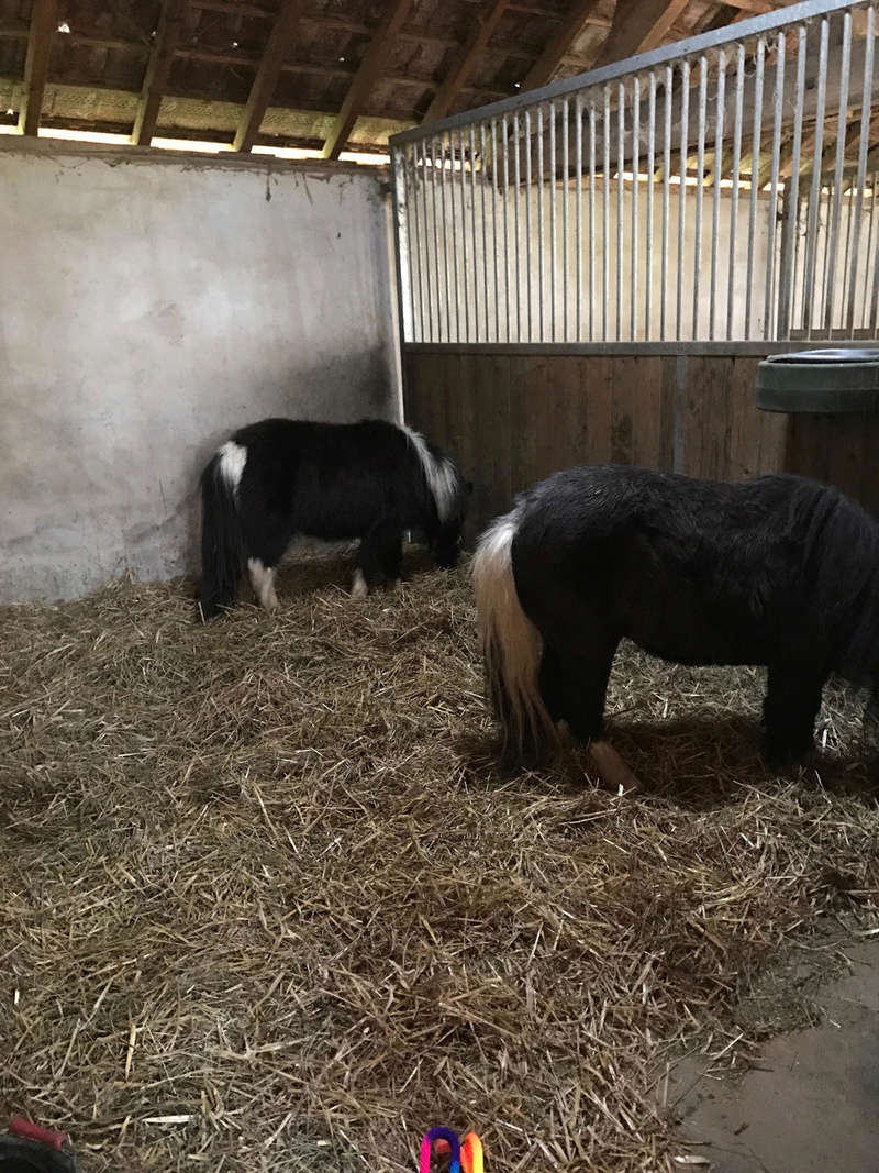 (dept 71) 2 ans - GRIOTTE - onc poney - jument -Réservée par Victoire B (mars 2018) Unname65