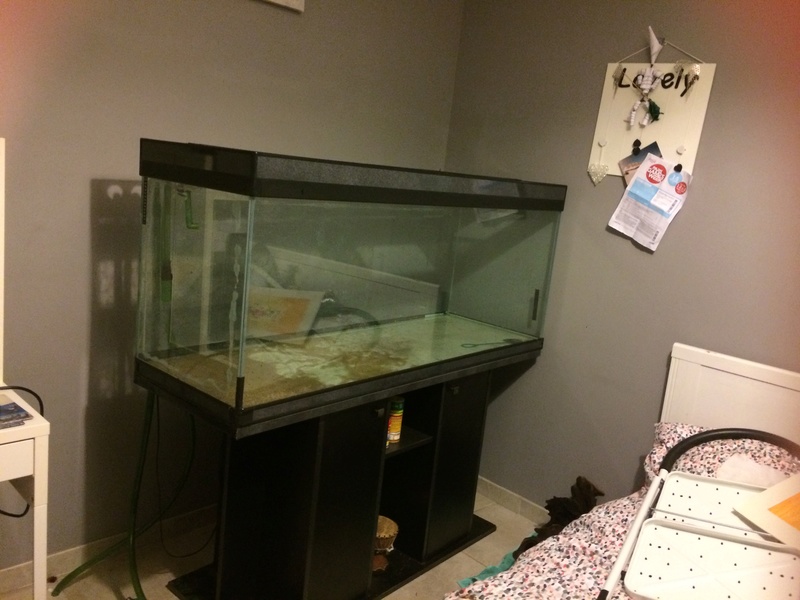 Des nouvelles de mes bacs et de l'aquariophilie en général !(avec photos) Img_0710